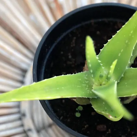 شقة Madreselva بيسْكيتْشّي